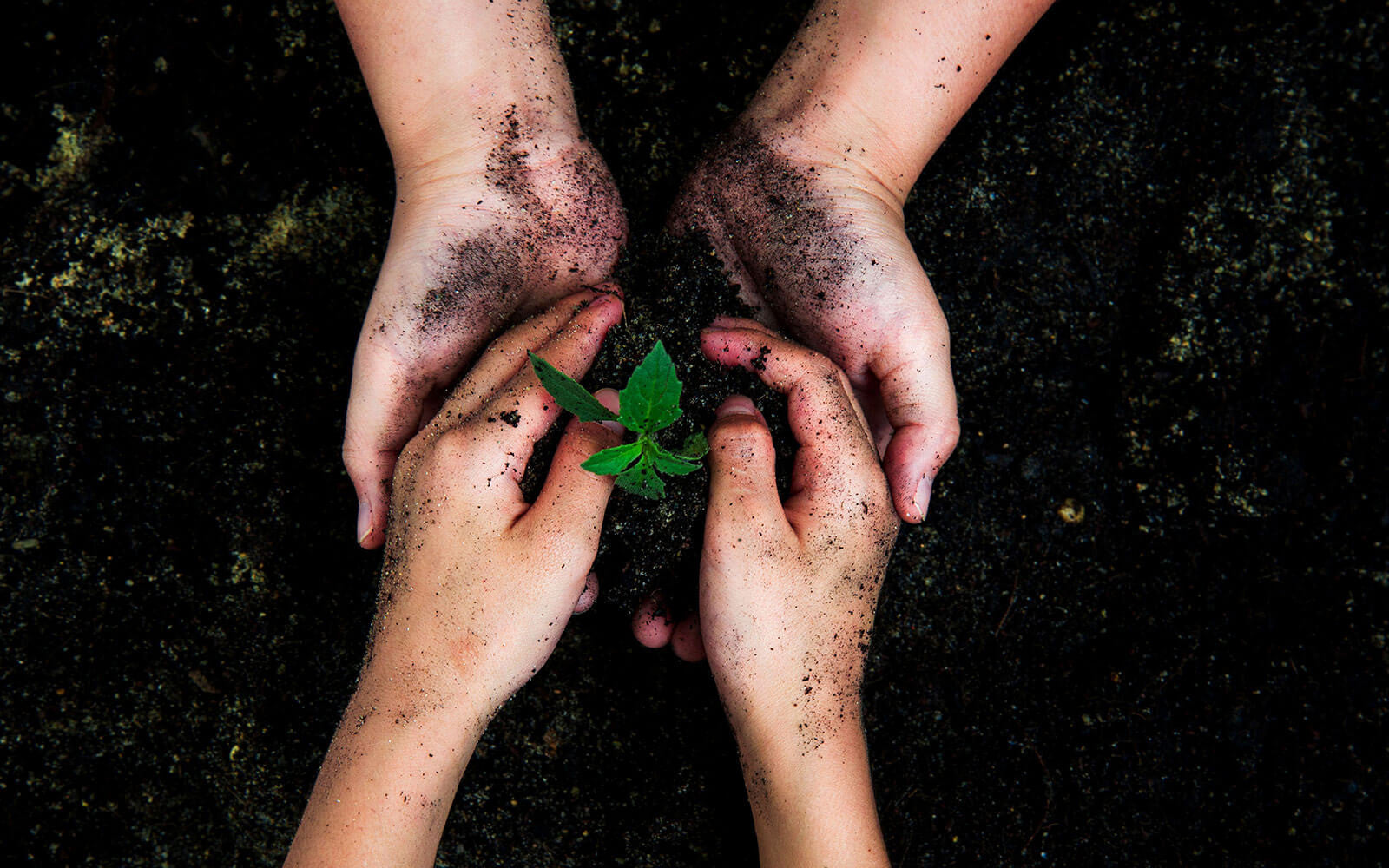 One sapling a day keeps the heat away!