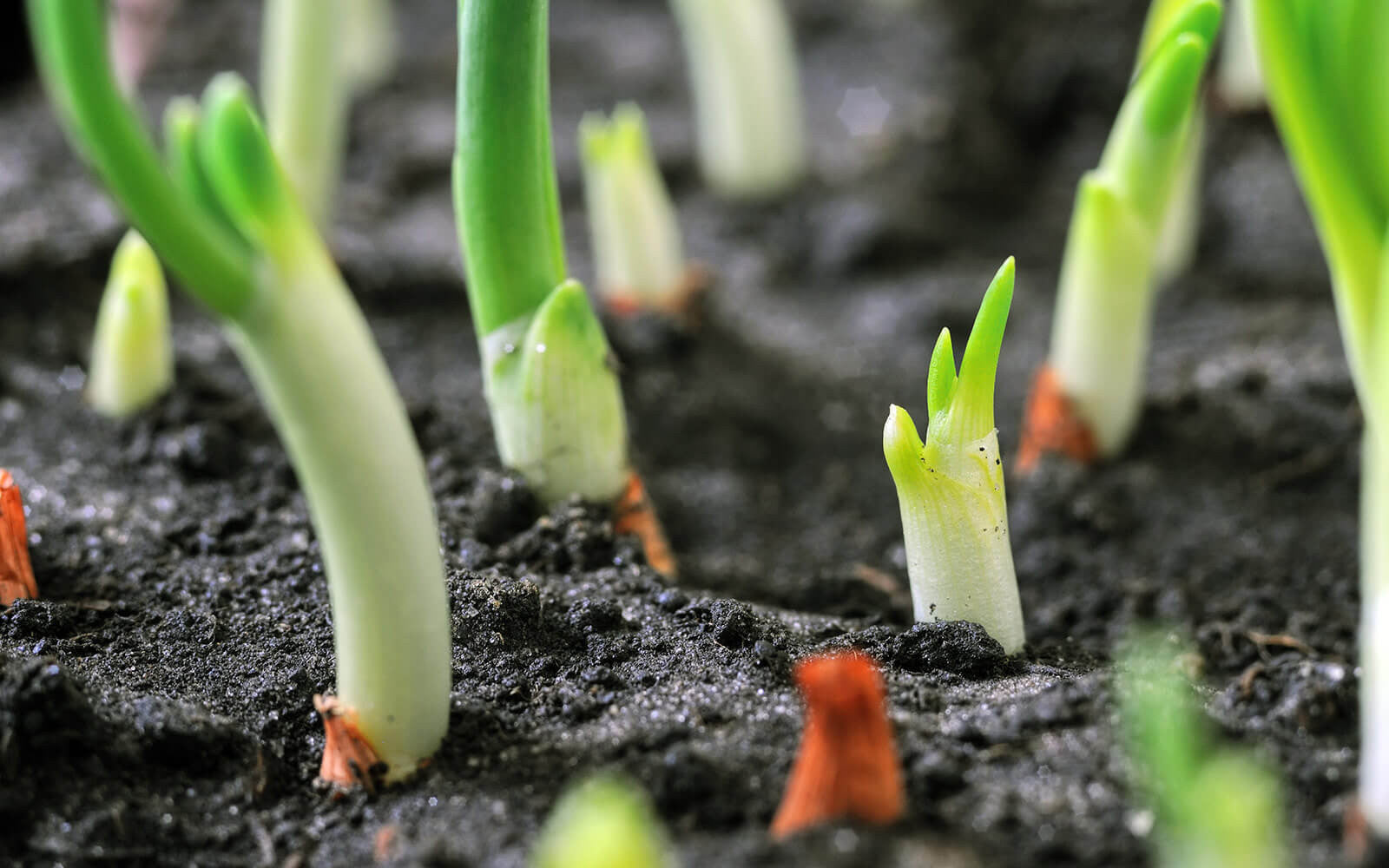 Tender offshoot of saplings in an organic farm