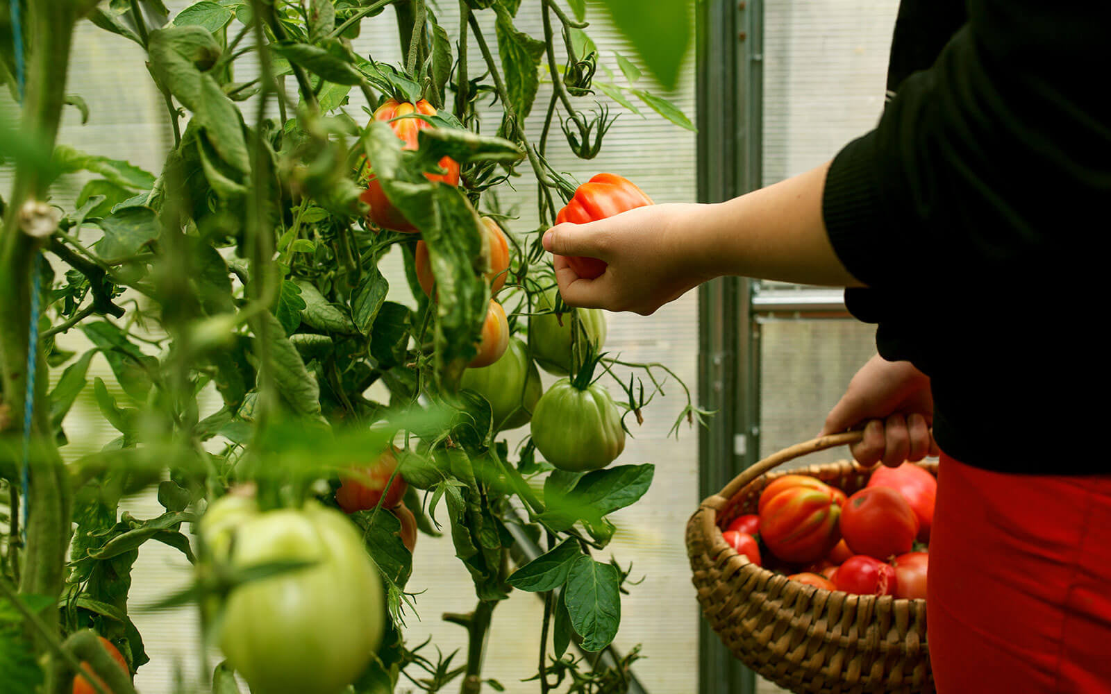 It is always bountiful yield in our organic farm!