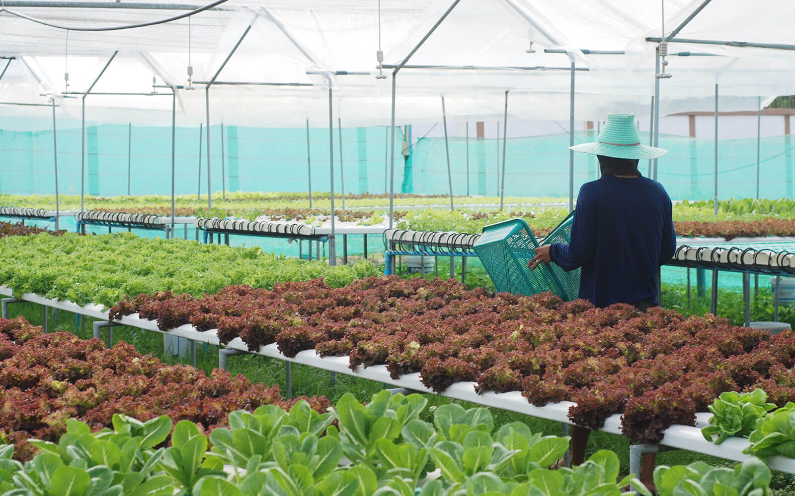 Greenhouse gardening is not expensive!