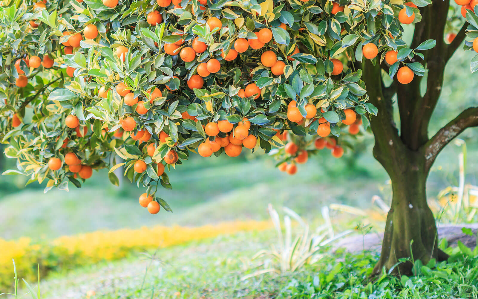 Orange tree in full bloom