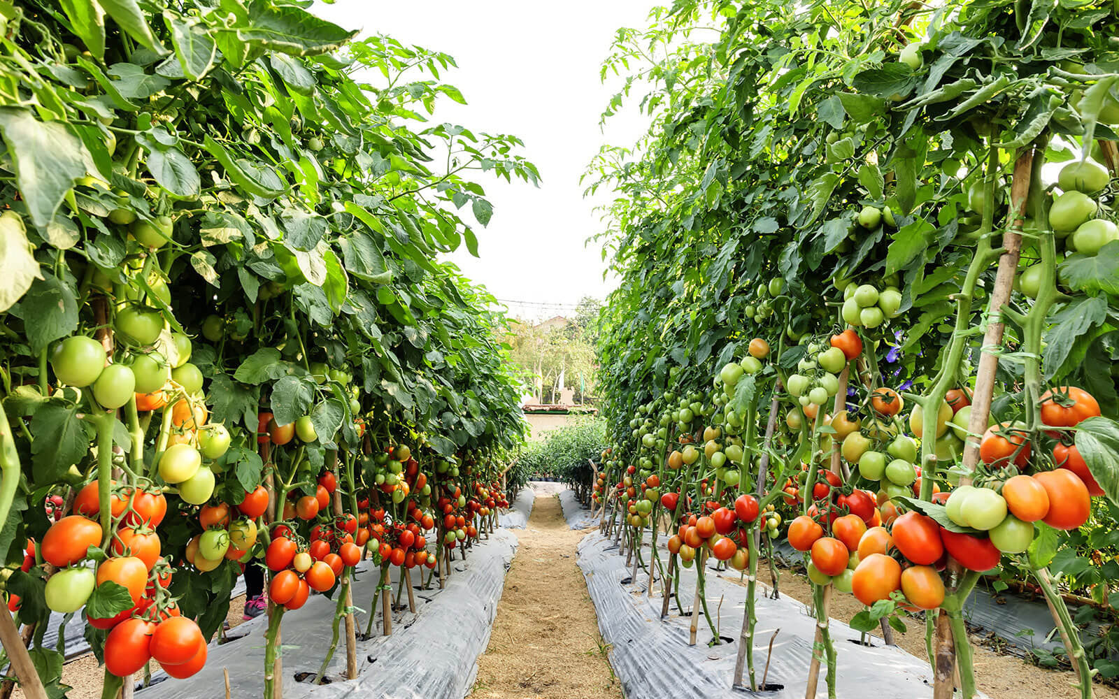 Tomatoes grown in an organic farmhouse