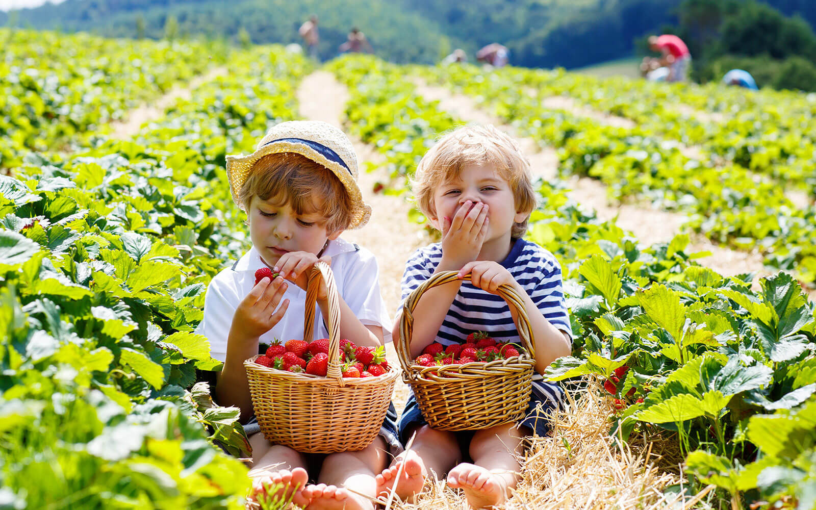 Strawberry pickings are fun for the children